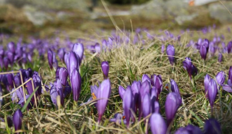 Hotel CROCUS **** Vysoké Tatry